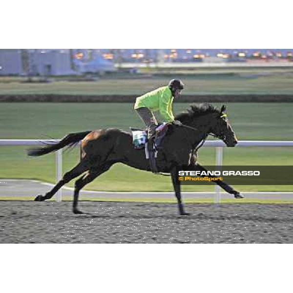 Jakkalberry Meydan - morning track works Dubai, 29th march 2012 ph.Stefano Grasso