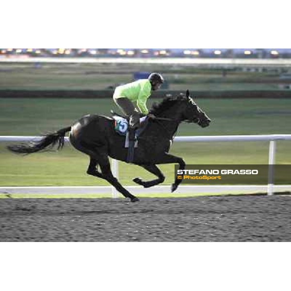 Jakkalberry Meydan - morning track works Dubai, 29th march 2012 ph.Stefano Grasso