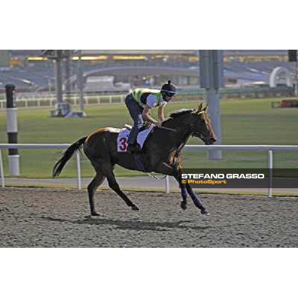 Planteur Meydan - morning track works Dubai, 29th march 2012 ph.Stefano Grasso