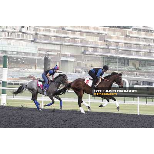 Royal Delta and Lucky Chappy Meydan - morning track works Dubai, 29th march 2012 ph.Stefano Grasso