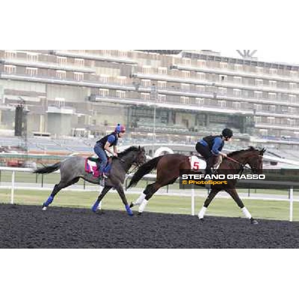 Royal Delta and Lucky Chappy Meydan - morning track works Dubai, 29th march 2012 ph.Stefano Grasso