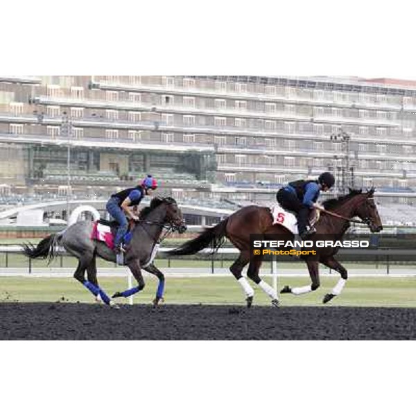 Royal Delta and Lucky Chappy Meydan - morning track works Dubai, 29th march 2012 ph.Stefano Grasso