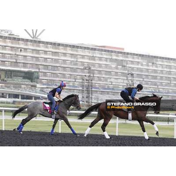 Royal Delta and Lucky Chappy Meydan - morning track works Dubai, 29th march 2012 ph.Stefano Grasso