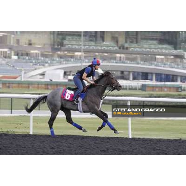 Lucky Chappy Meydan - morning track works Dubai, 29th march 2012 ph.Stefano Grasso