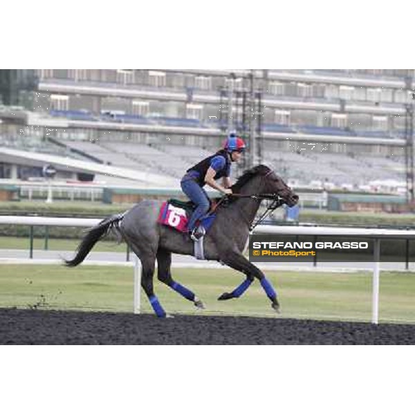 Lucky Chappy Meydan - morning track works Dubai, 29th march 2012 ph.Stefano Grasso