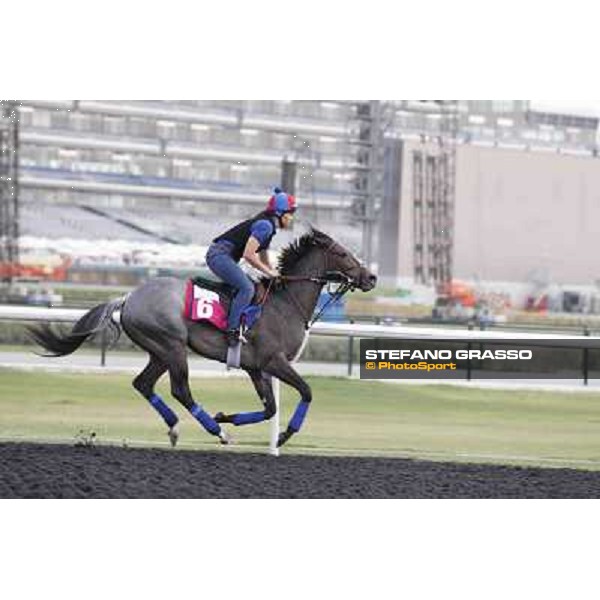 Lucky Chappy Meydan - morning track works Dubai, 29th march 2012 ph.Stefano Grasso