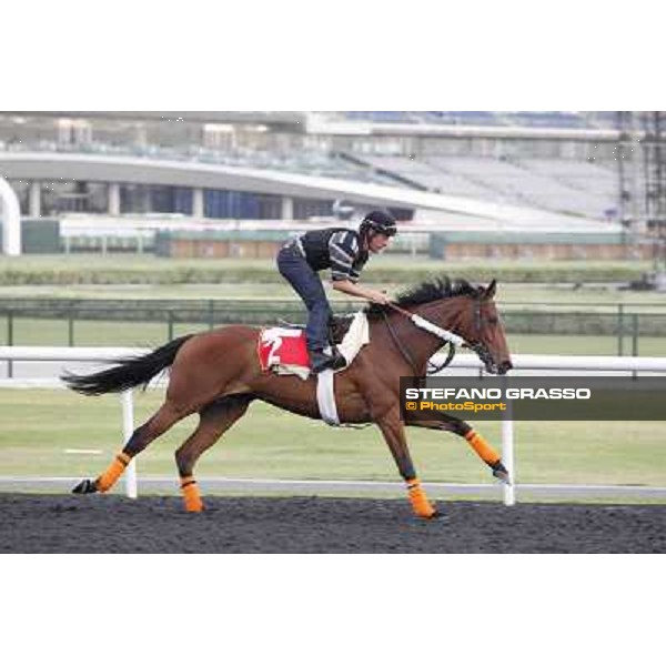 Kasbah Bliss Meydan - morning track works Dubai, 29th march 2012 ph.Stefano Grasso