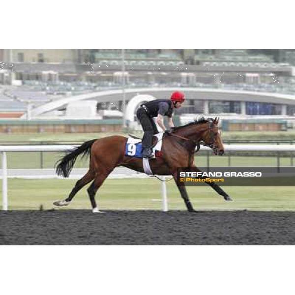 Red Jazz Meydan - morning track works Dubai, 29th march 2012 ph.Stefano Grasso