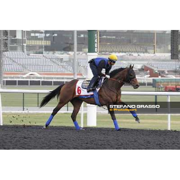 Game on Dude Meydan - morning track works Dubai, 29th march 2012 ph.Stefano Grasso