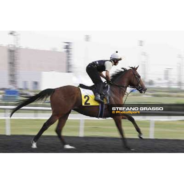 Presvis Meydan - morning track works Dubai, 29th march 2012 ph.Stefano Grasso