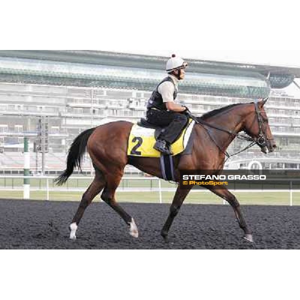 Presvis Meydan - morning track works Dubai, 29th march 2012 ph.Stefano Grasso