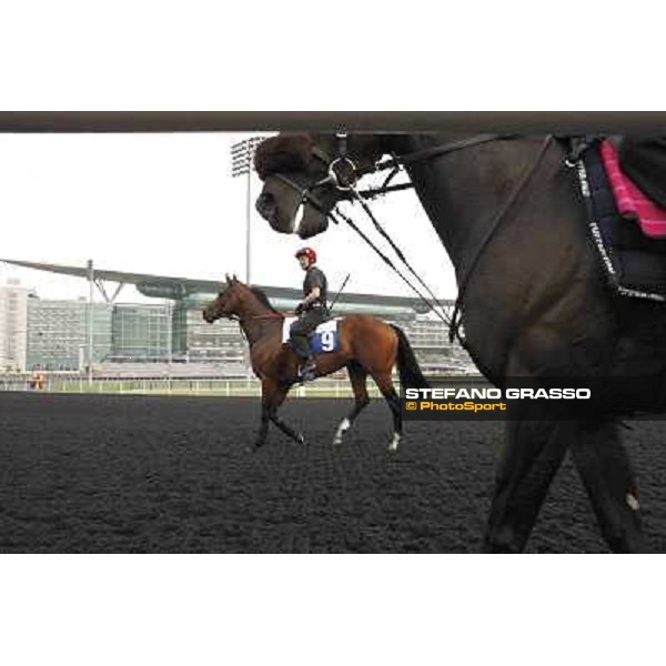 Michael Hill on Red Jazz Meydan - morning track works Dubai, 29th march 2012 ph.Stefano Grasso