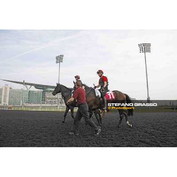 So You Think and Wrote Meydan - morning track works Dubai, 29th march 2012 ph.Stefano Grasso