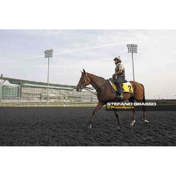 Presvis Meydan - morning track works Dubai, 29th march 2012 ph.Stefano Grasso