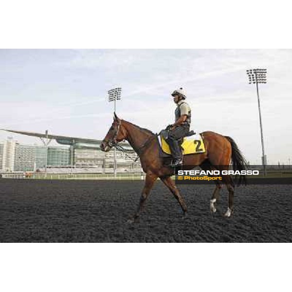 Presvis Meydan - morning track works Dubai, 29th march 2012 ph.Stefano Grasso