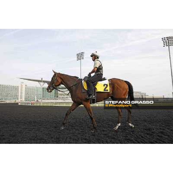 Presvis Meydan - morning track works Dubai, 29th march 2012 ph.Stefano Grasso