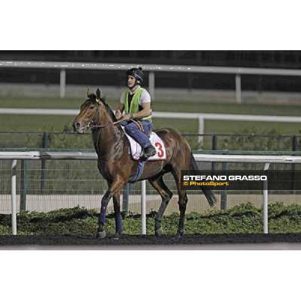 Planteur Meydan - morning track works Dubai, 29th march 2012 ph.Stefano Grasso