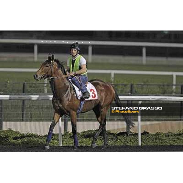 Planteur Meydan - morning track works Dubai, 29th march 2012 ph.Stefano Grasso