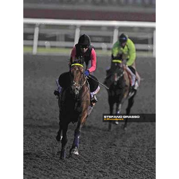 Joushua Tree and Jakkalberry Meydan - morning track works Dubai, 29th march 2012 ph.Stefano Grasso