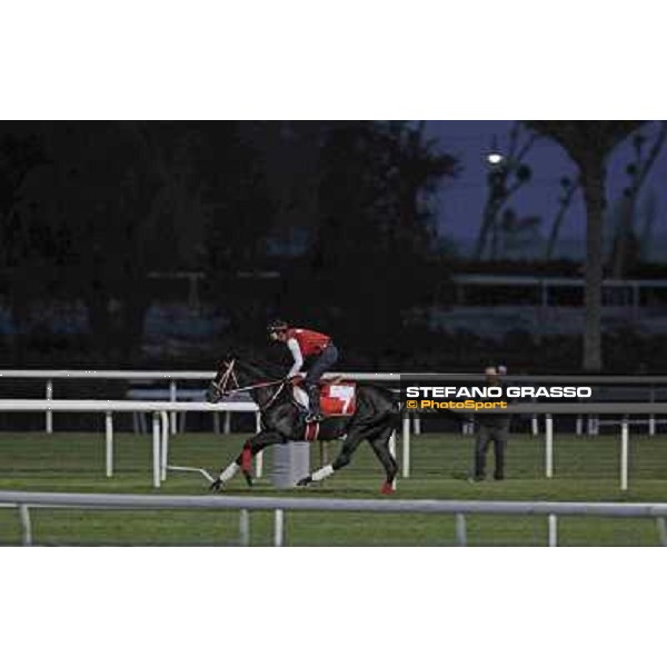 Makani Bisty Meydan - morning track works Dubai, 29th march 2012 ph.Stefano Grasso