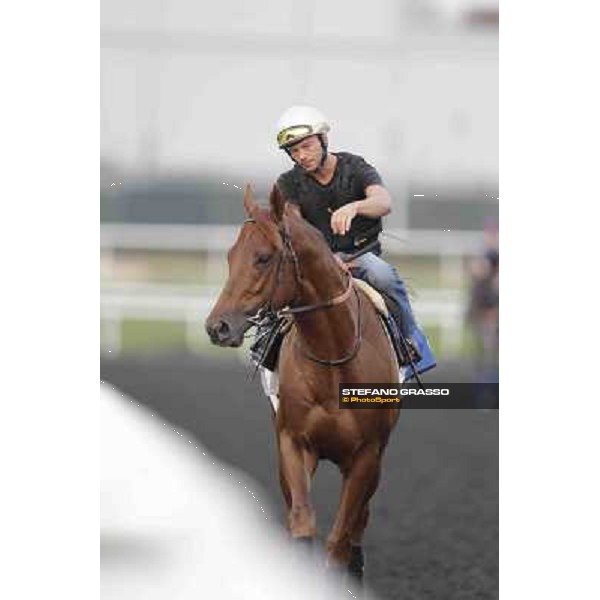 Shamalgan Meydan - morning track works Dubai, 29th march 2012 ph.Stefano Grasso