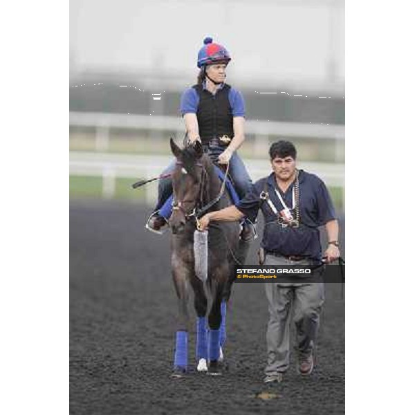 Lucky Chappy Meydan - morning track works Dubai, 29th march 2012 ph.Stefano Grasso