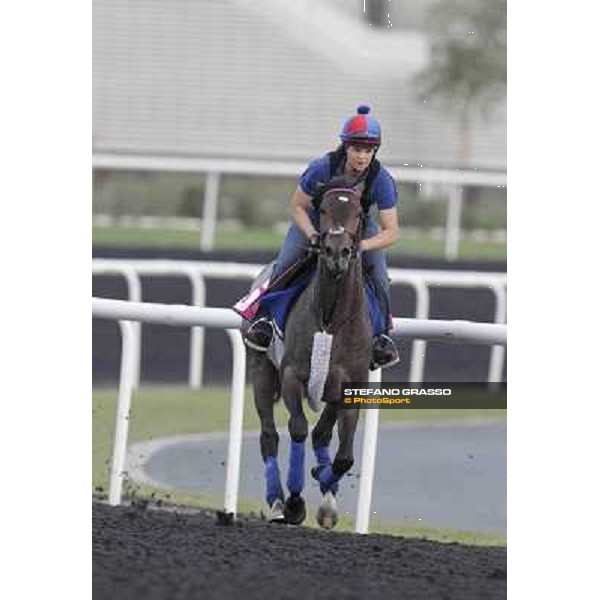 Lucky Chappy Meydan - morning track works Dubai, 29th march 2012 ph.Stefano Grasso