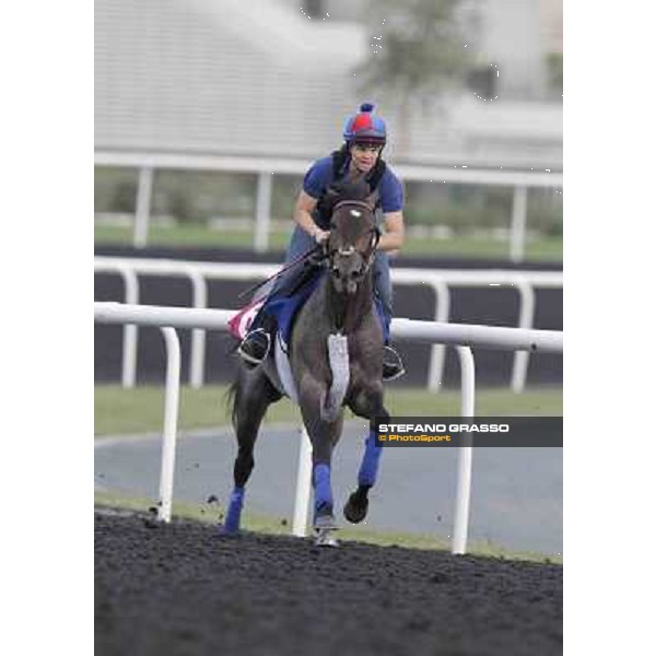 Lucky Chappy Meydan - morning track works Dubai, 29th march 2012 ph.Stefano Grasso