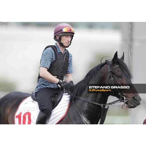 a portrait for So You Think Meydan - morning track works Dubai, 29th march 2012 ph.Stefano Grasso