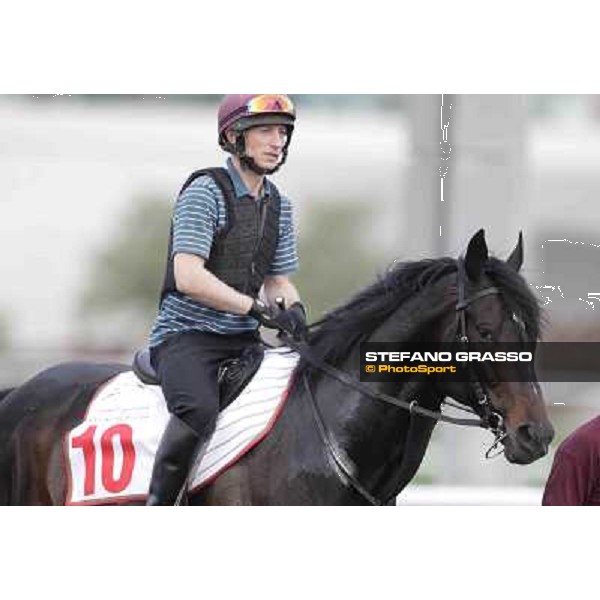 a portrait for So You Think Meydan - morning track works Dubai, 29th march 2012 ph.Stefano Grasso