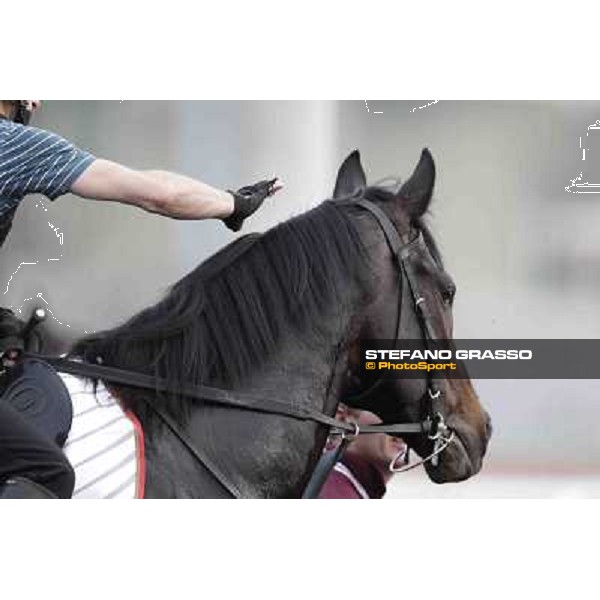 a portrait for So You Think Meydan - morning track works Dubai, 29th march 2012 ph.Stefano Grasso