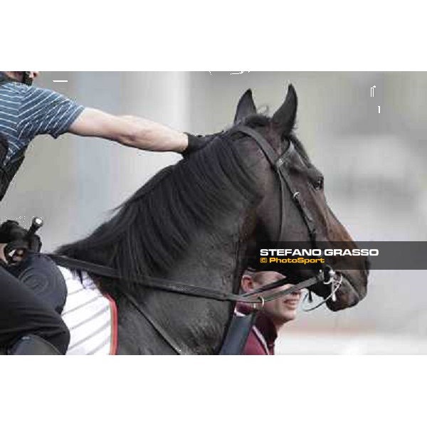 a portrait for So You Think Meydan - morning track works Dubai, 29th march 2012 ph.Stefano Grasso