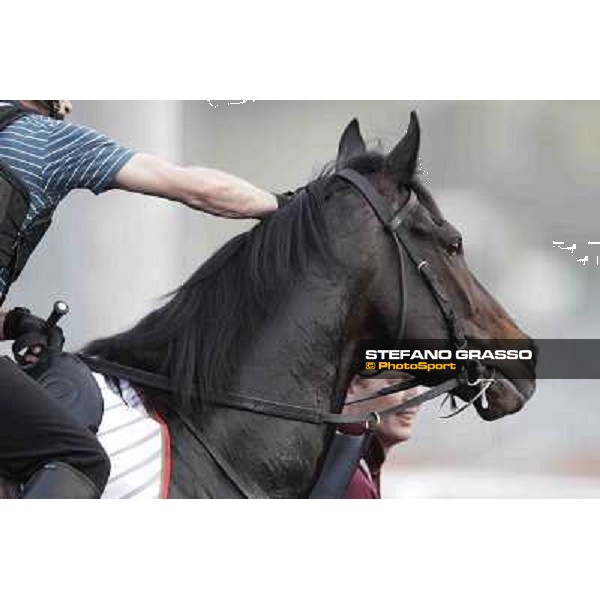 a portrait for So You Think Meydan - morning track works Dubai, 29th march 2012 ph.Stefano Grasso