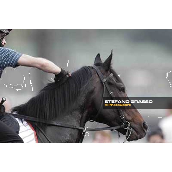 a portrait for So You Think Meydan - morning track works Dubai, 29th march 2012 ph.Stefano Grasso