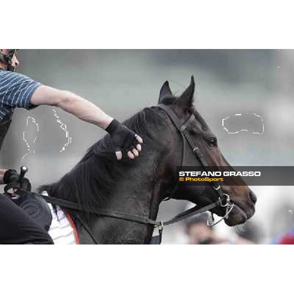 a portrait for So You Think Meydan - morning track works Dubai, 29th march 2012 ph.Stefano Grasso