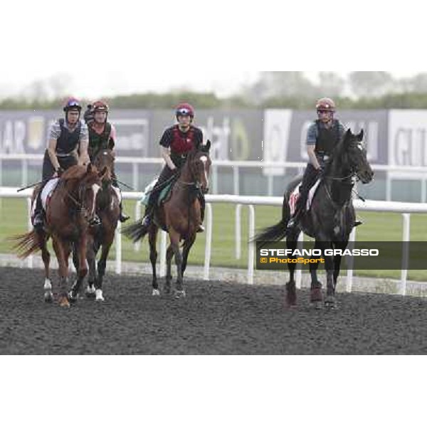 So You Think leads the Aidan O\'Brien team Meydan - morning track works Dubai, 29th march 2012 ph.Stefano Grasso