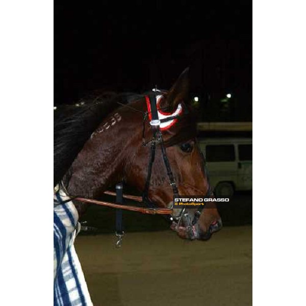 close up for Ellymay, winner of Gran Premio Unire - Regione Autonoma Friuli Venezia Giulia Triest, 13 november 2004 ph. Stefano Grasso