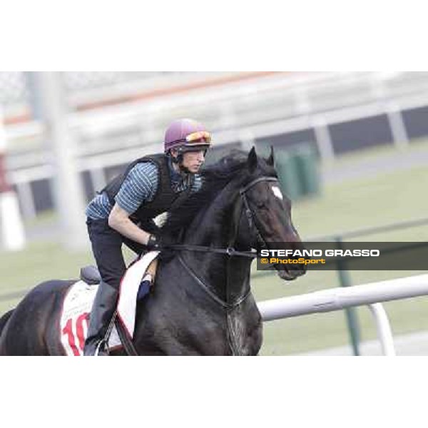 a portrait for So You Think Meydan - morning track works Dubai, 29th march 2012 ph.Stefano Grasso