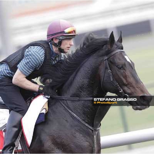 a portrait for So You Think Meydan - morning track works Dubai, 29th march 2012 ph.Stefano Grasso