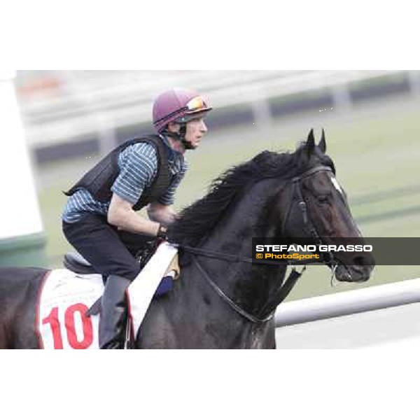 a portrait for So You Think Meydan - morning track works Dubai, 29th march 2012 ph.Stefano Grasso