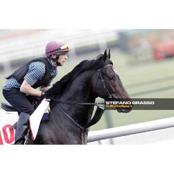 a portrait for So You Think Meydan - morning track works Dubai, 29th march 2012 ph.Stefano Grasso