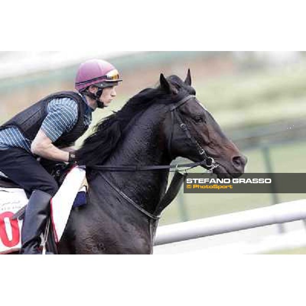 a portrait for So You Think Meydan - morning track works Dubai, 29th march 2012 ph.Stefano Grasso