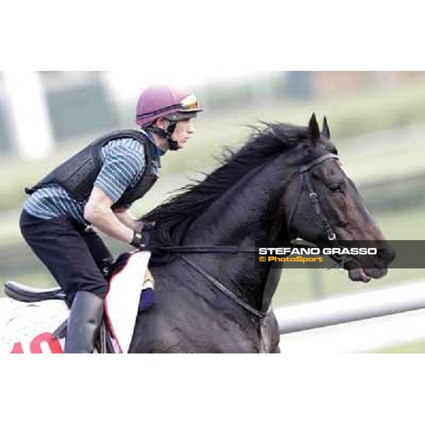 a portrait for So You Think Meydan - morning track works Dubai, 29th march 2012 ph.Stefano Grasso