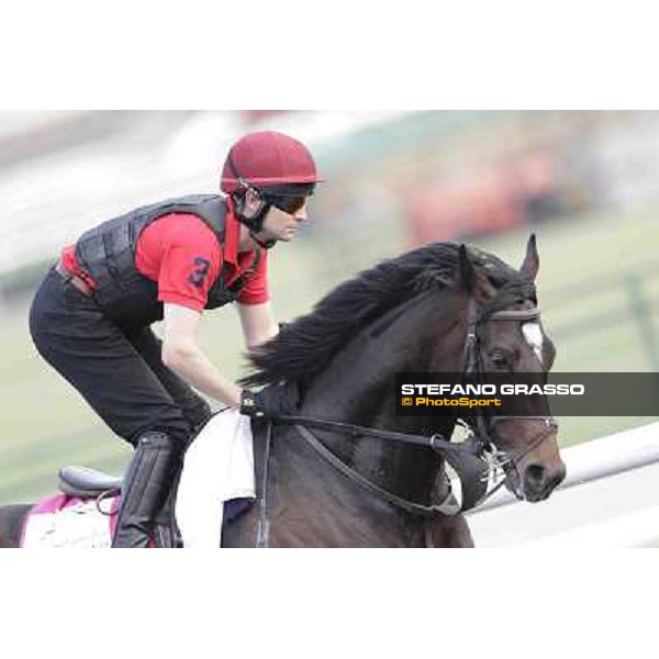 Wrote Meydan - morning track works Dubai, 29th march 2012 ph.Stefano Grasso