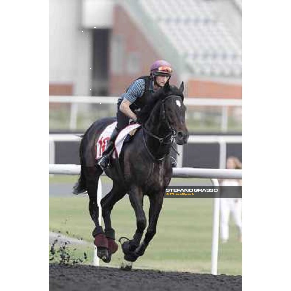 So You Think Meydan - morning track works Dubai, 29th march 2012 ph.Stefano Grasso