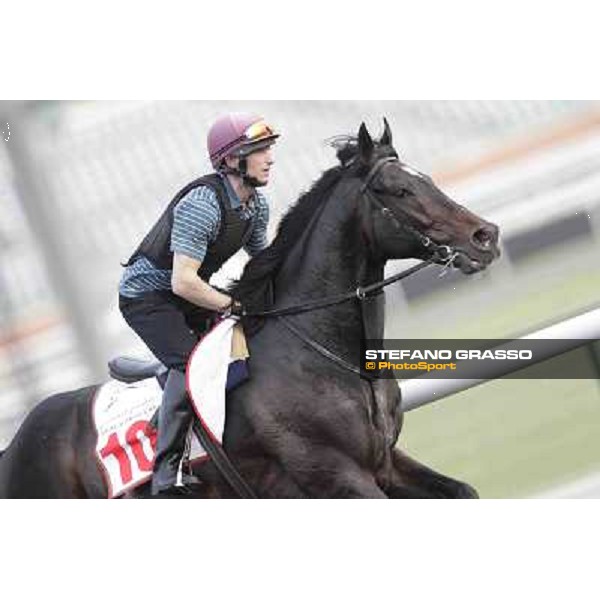 So You Think Meydan - morning track works Dubai, 29th march 2012 ph.Stefano Grasso