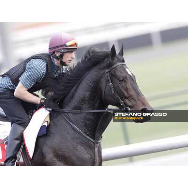 a portrait for So You Think working at Meydan Dubai - Meydan racecourse, 29th march 2012 ph.Stefano Grasso