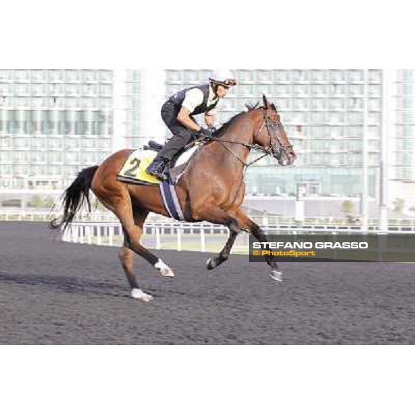 Morning track works - Presvis Dubai, Meydan racecourse - 30th march 2012 ph.Stefano Grasso