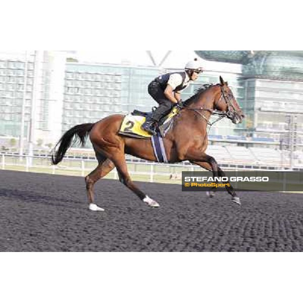 Morning track works - Presvis Dubai, Meydan racecourse - 30th march 2012 ph.Stefano Grasso