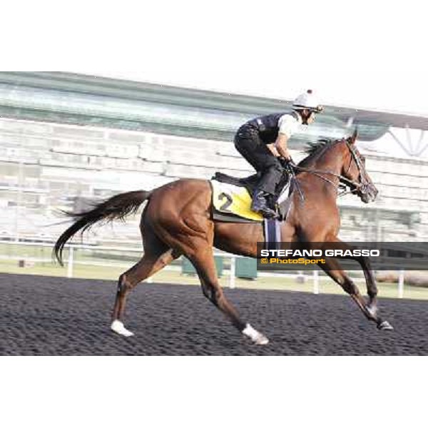 Morning track works - Presvis Dubai, Meydan racecourse - 30th march 2012 ph.Stefano Grasso